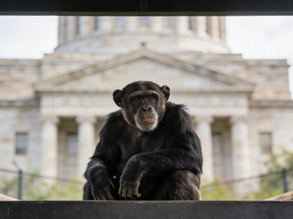 Michigan Justice Opens Door to Animal Legal Rights Review Farmington Voice
