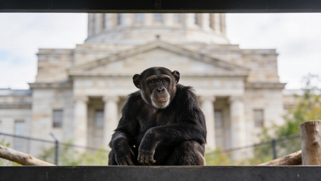 Michigan Justice Opens Door to Animal Legal Rights Review Farmington Voice