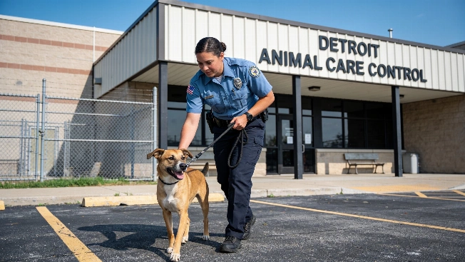 Detroit Animal Euthanasia Fell Under El-Sayed's Oversight, Records Show Farmington Voice