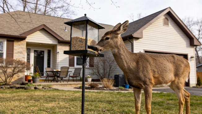 Farmington Hills Lifts Deer Feeding Ban After State Law Change Farmington Voice